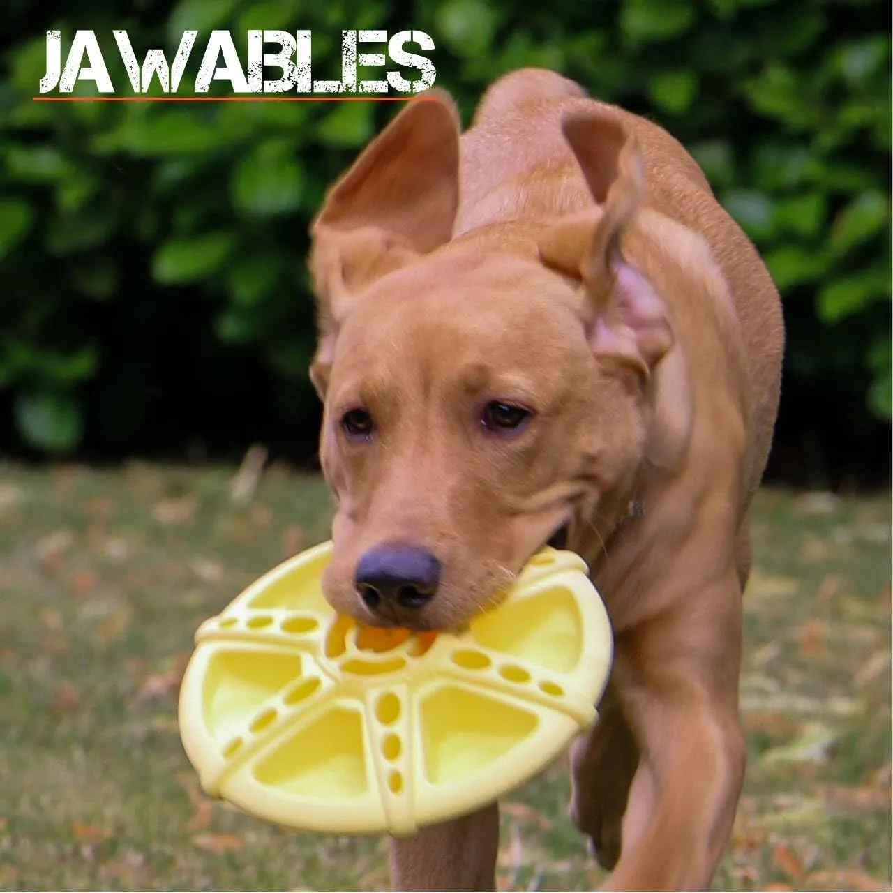 Ancol Jawables 22cm Framed Disc Dog Toy