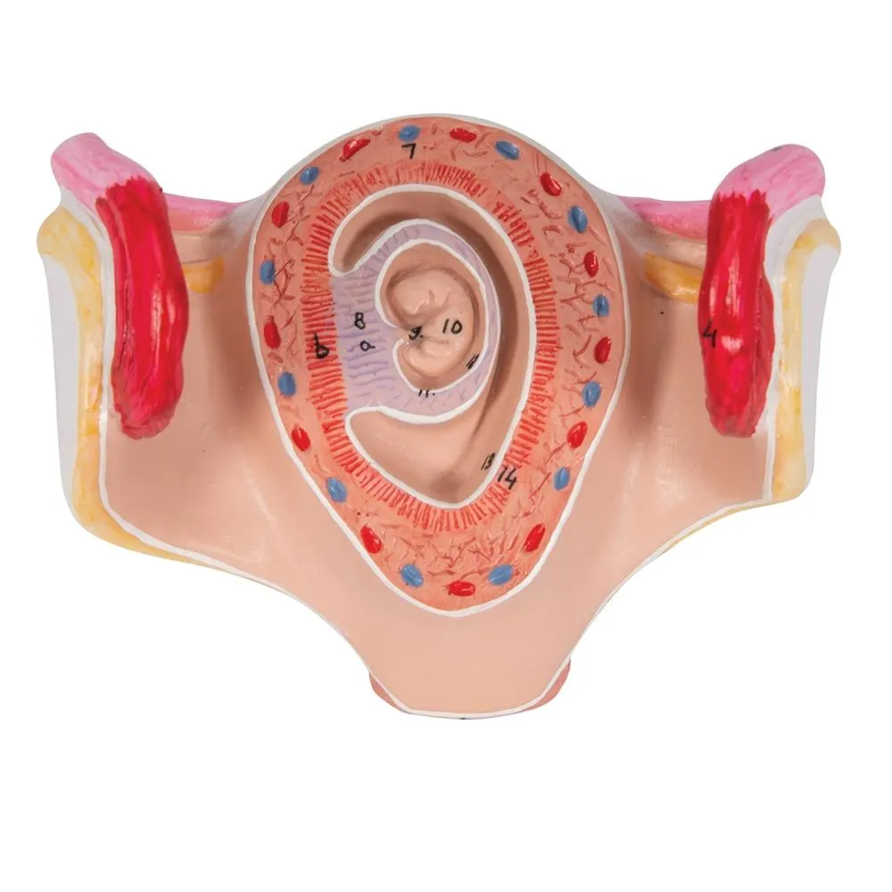 Embryo Model, 1 Month