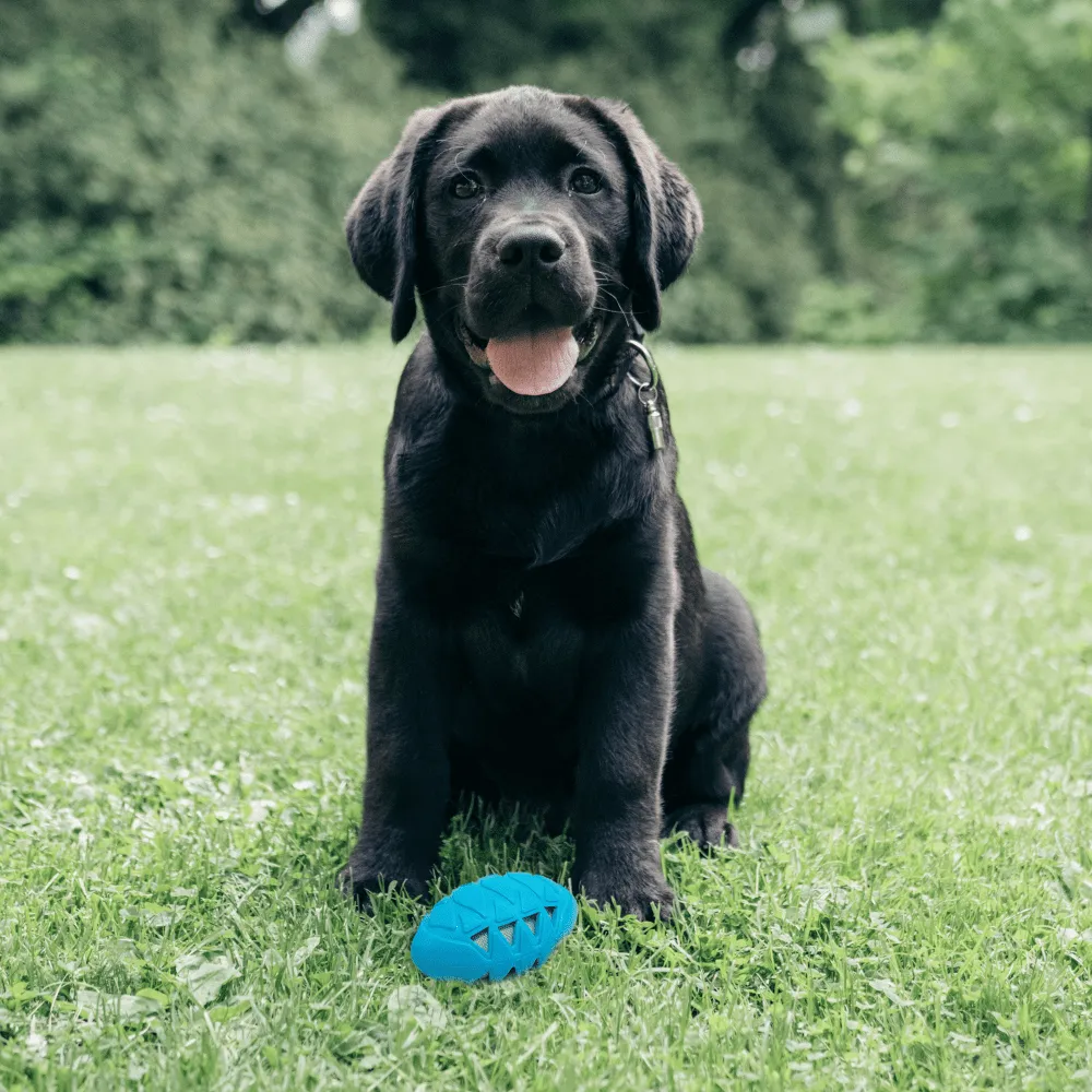 Fofos Crunch Football Toy for Dogs (Blue)