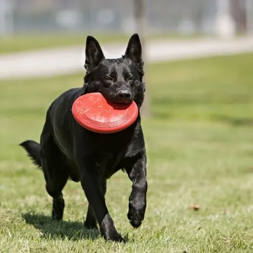 KONG Flyer Dog Toy Large in Red