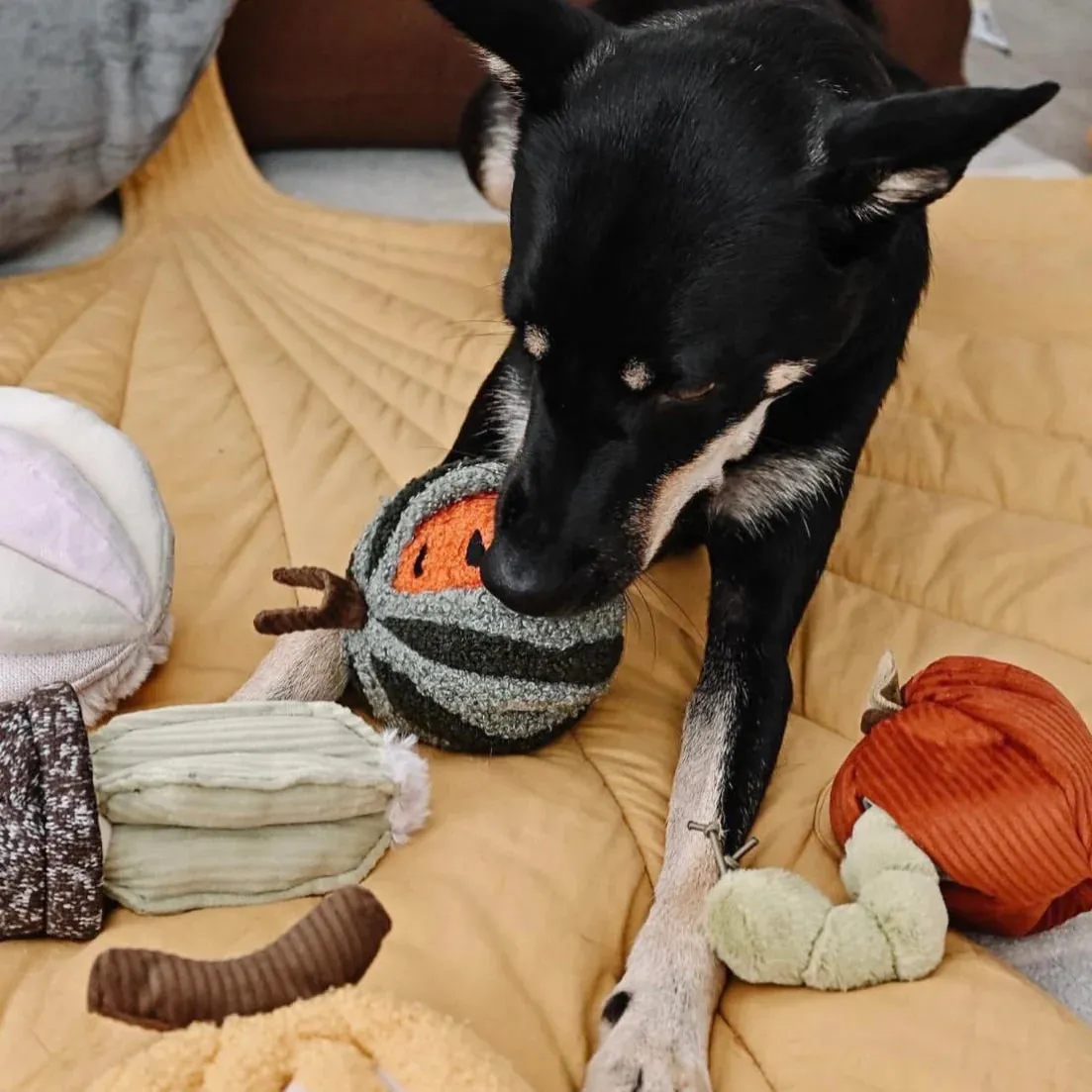 Lambwolf WATERMELON POP with Squeaky, Bouncy and Snuffle