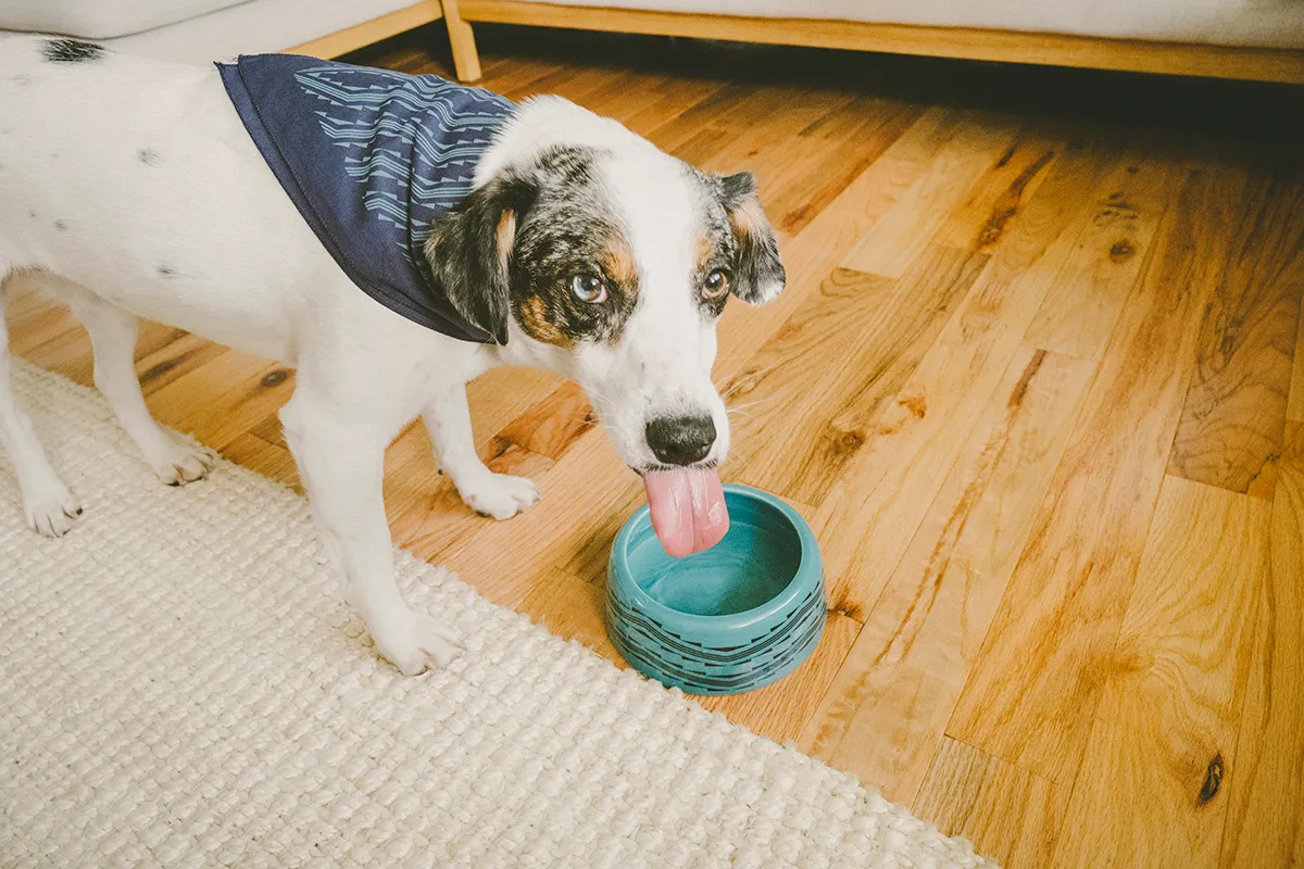 Lightning And Thunder Pet Bowl