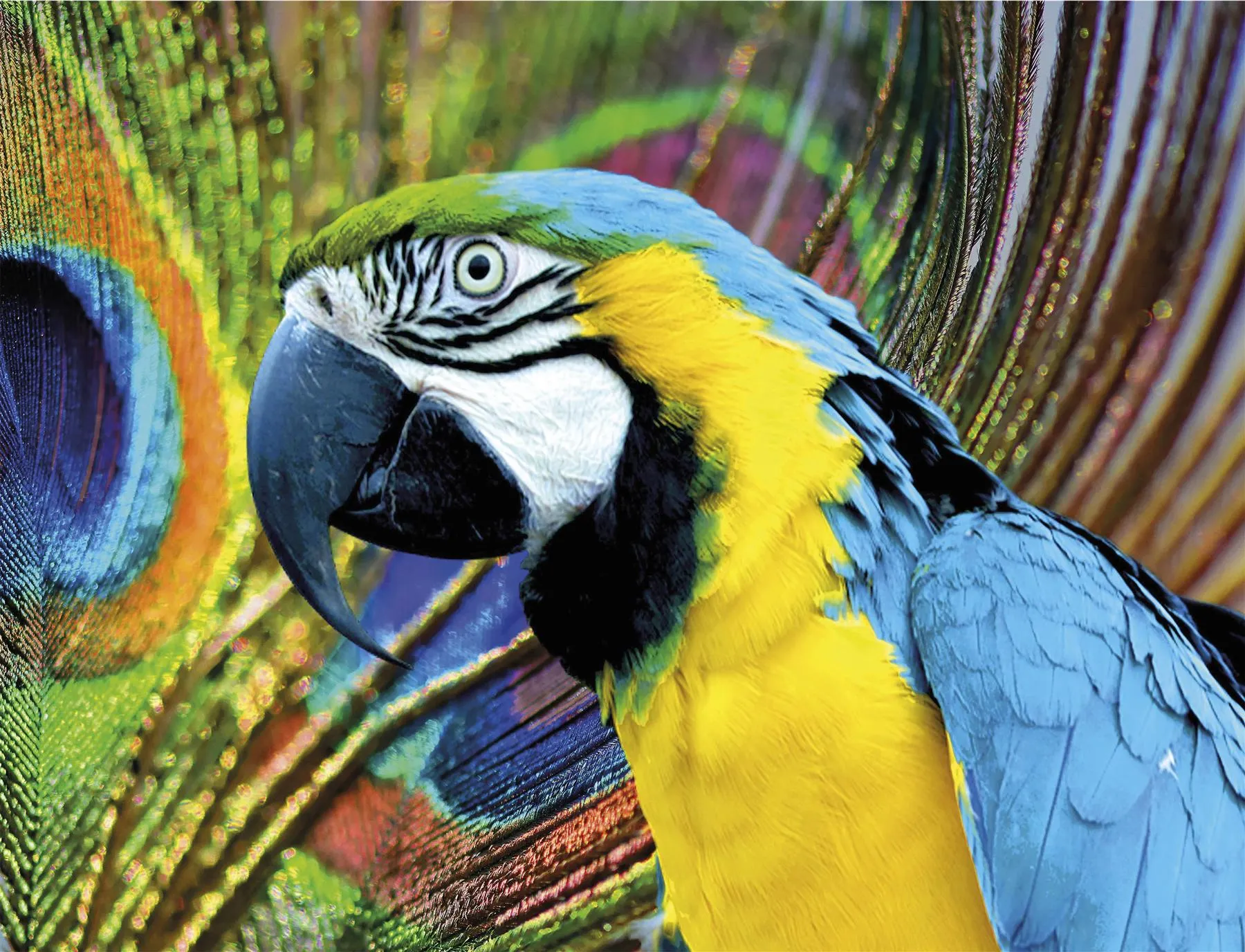 Multicoloured Macaw 500 Piece Jigsaw Puzzle