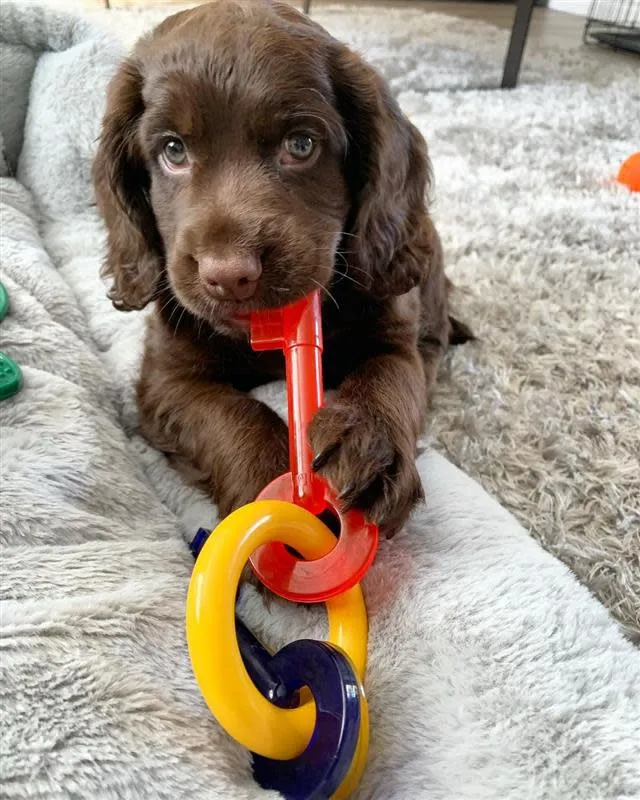 Nylabone Puppy Teething Keys