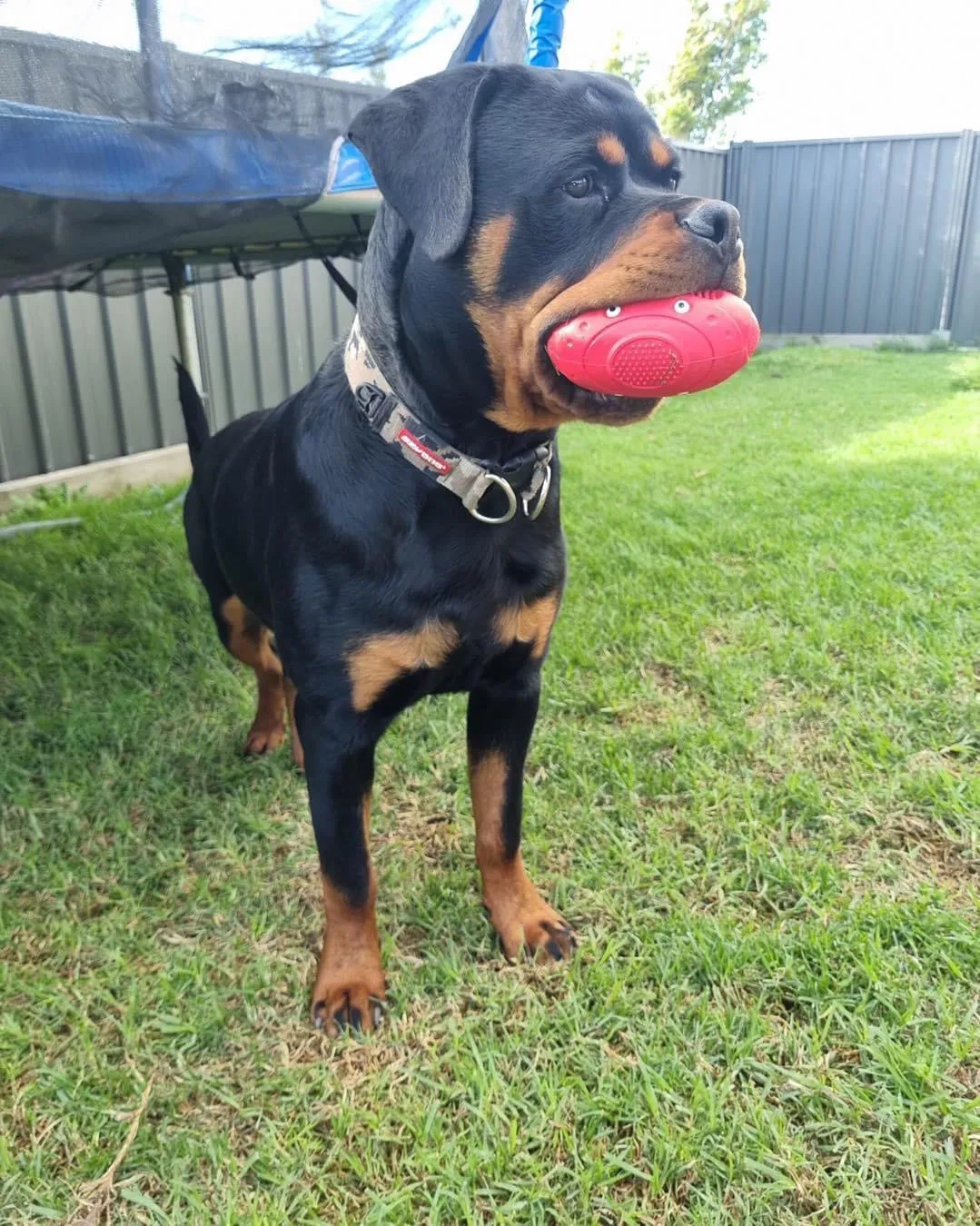 Strong Rubber Happy Harold Squeaking Toy