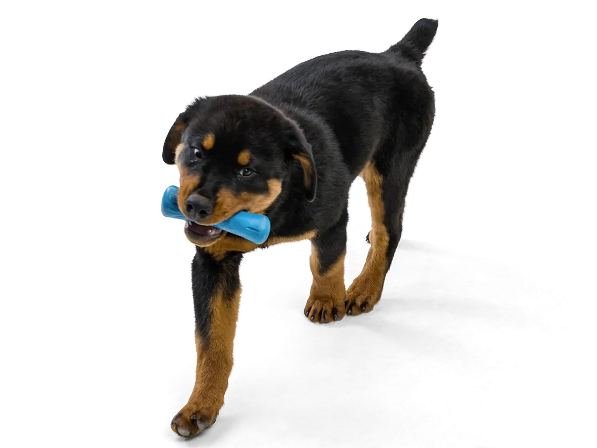 Toss and Fetch Dog toy, Seaflex Drifty