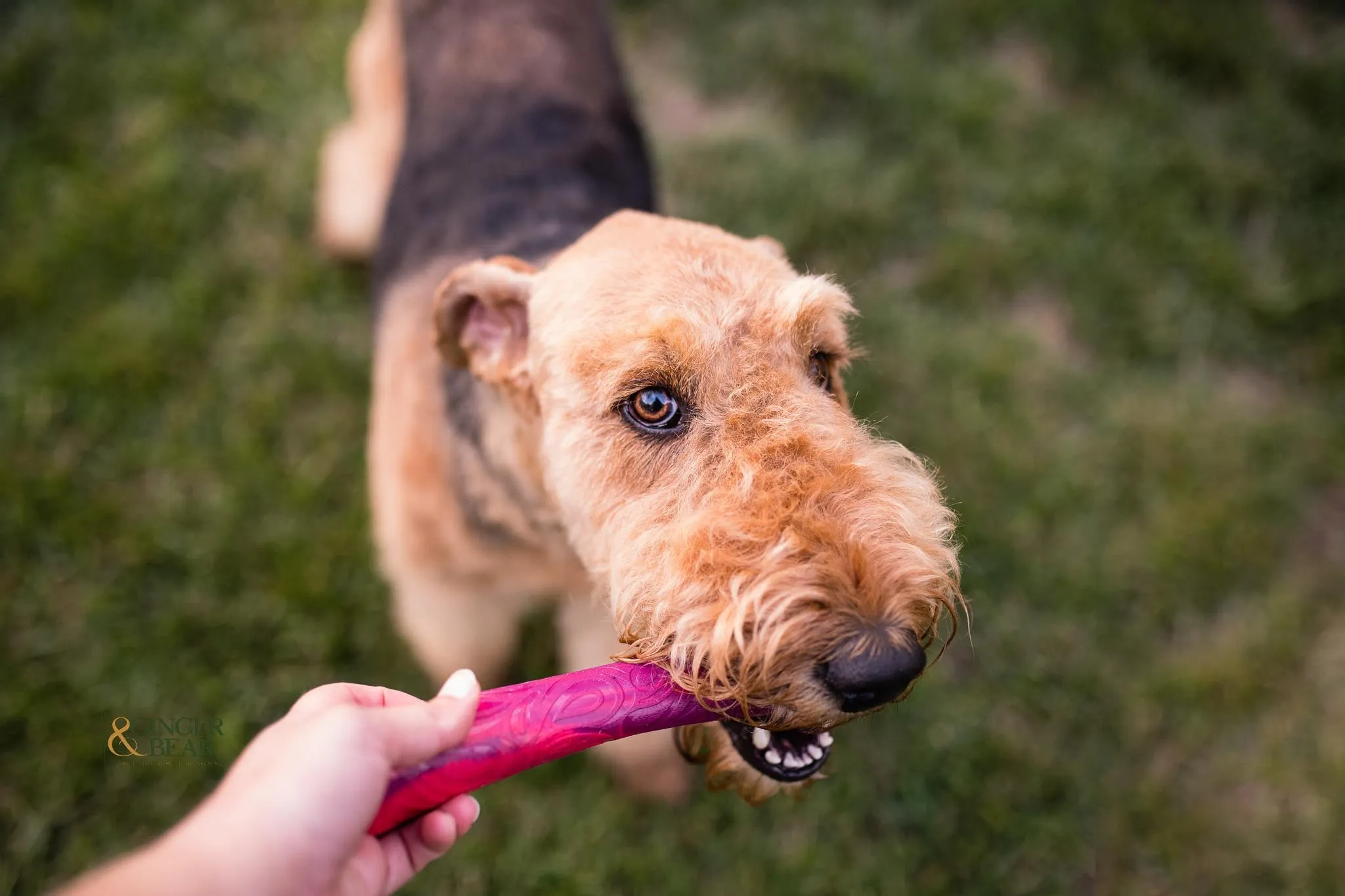 Toss and Fetch Dog toy, Seaflex Drifty