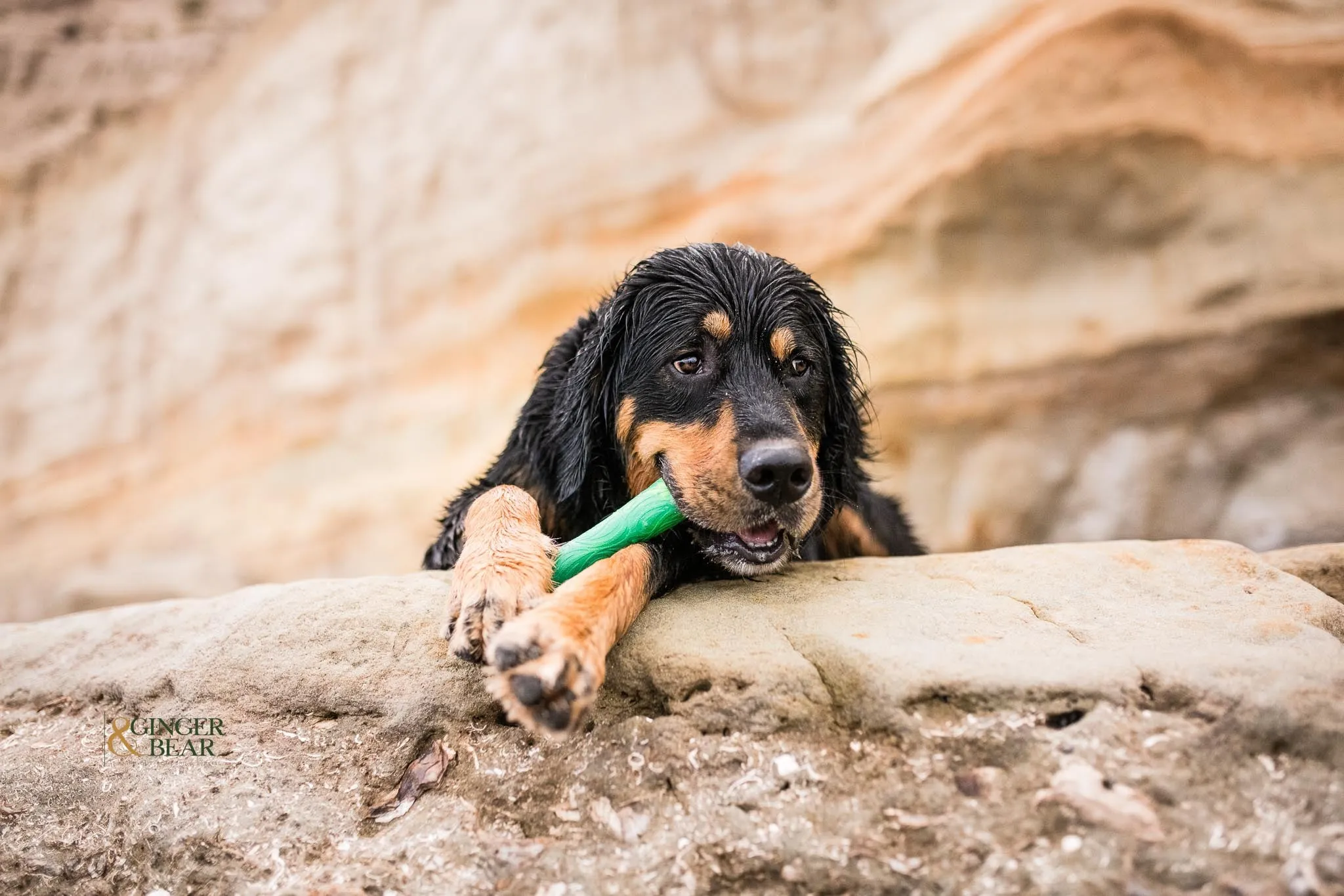 Toss and Fetch Dog toy, Seaflex Drifty